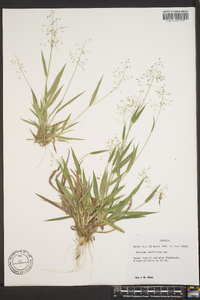 Panicum laxiflorum image