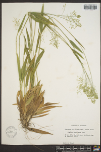 Panicum laxiflorum image