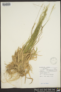 Panicum laxiflorum image