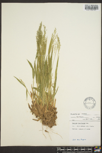 Panicum laxiflorum image