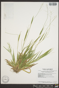 Panicum laxiflorum image