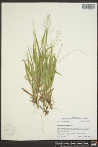 Panicum laxiflorum image