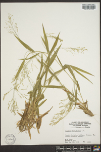 Panicum laxiflorum image