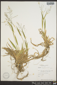 Panicum laxiflorum image