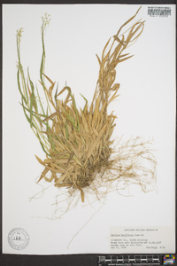 Panicum laxiflorum image