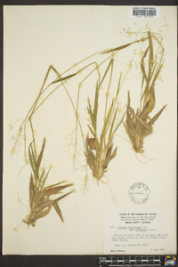 Panicum laxiflorum image