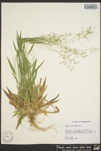 Panicum laxiflorum image