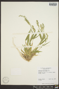 Panicum laxiflorum image