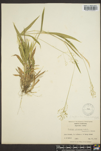 Panicum laxiflorum image