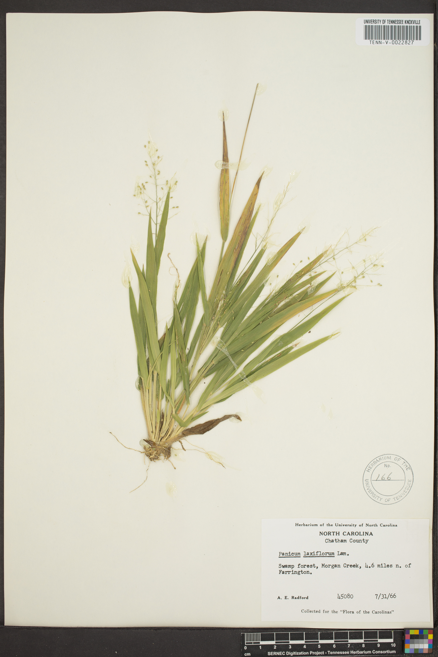 Panicum laxiflorum image