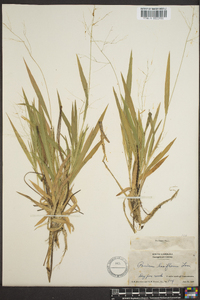 Panicum laxiflorum image