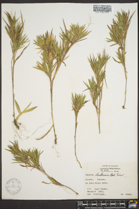 Panicum lindheimeri image