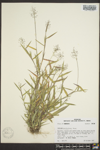 Panicum lindheimeri image