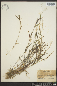 Panicum lindheimeri image