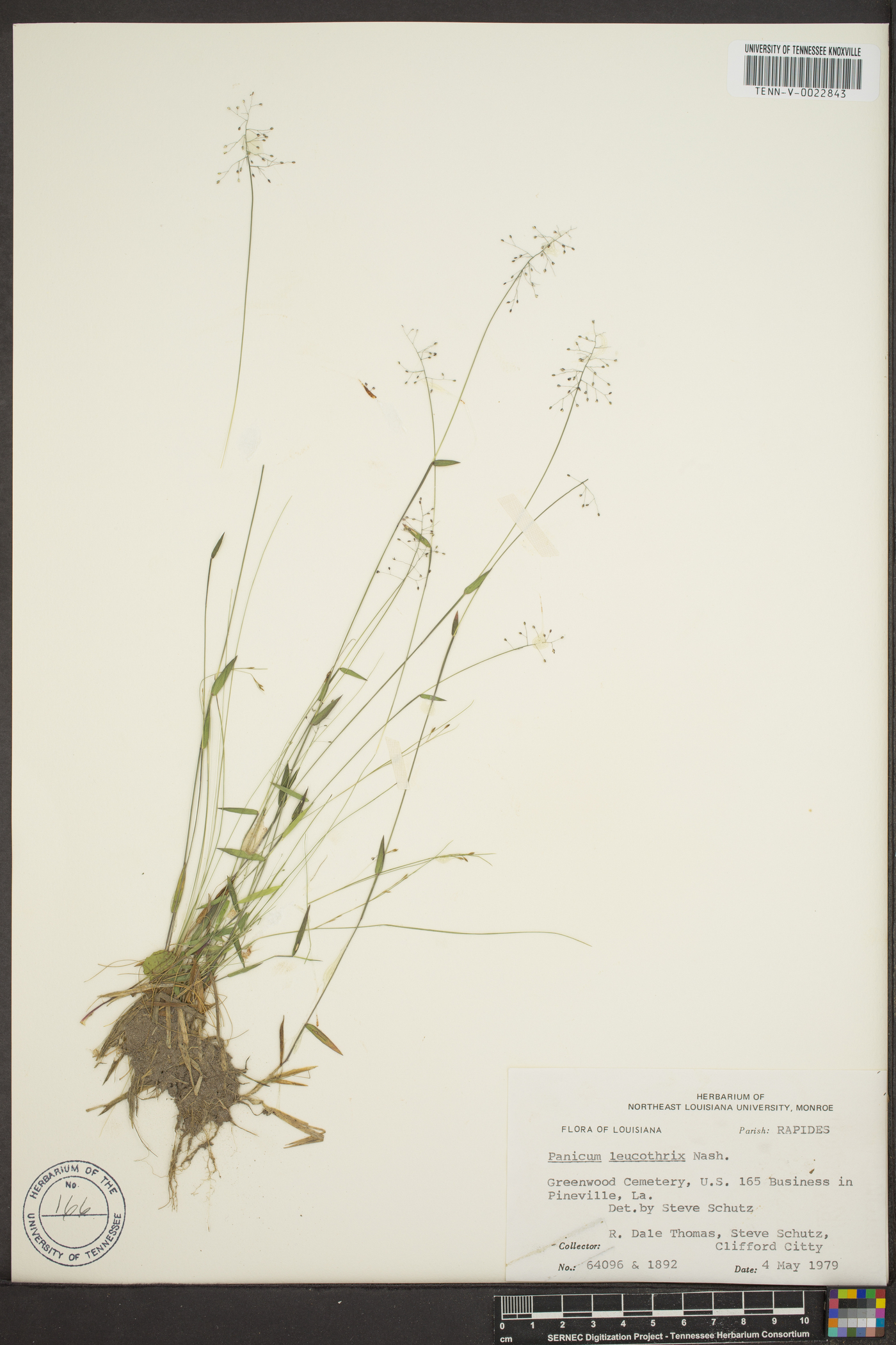 Panicum leucothrix image