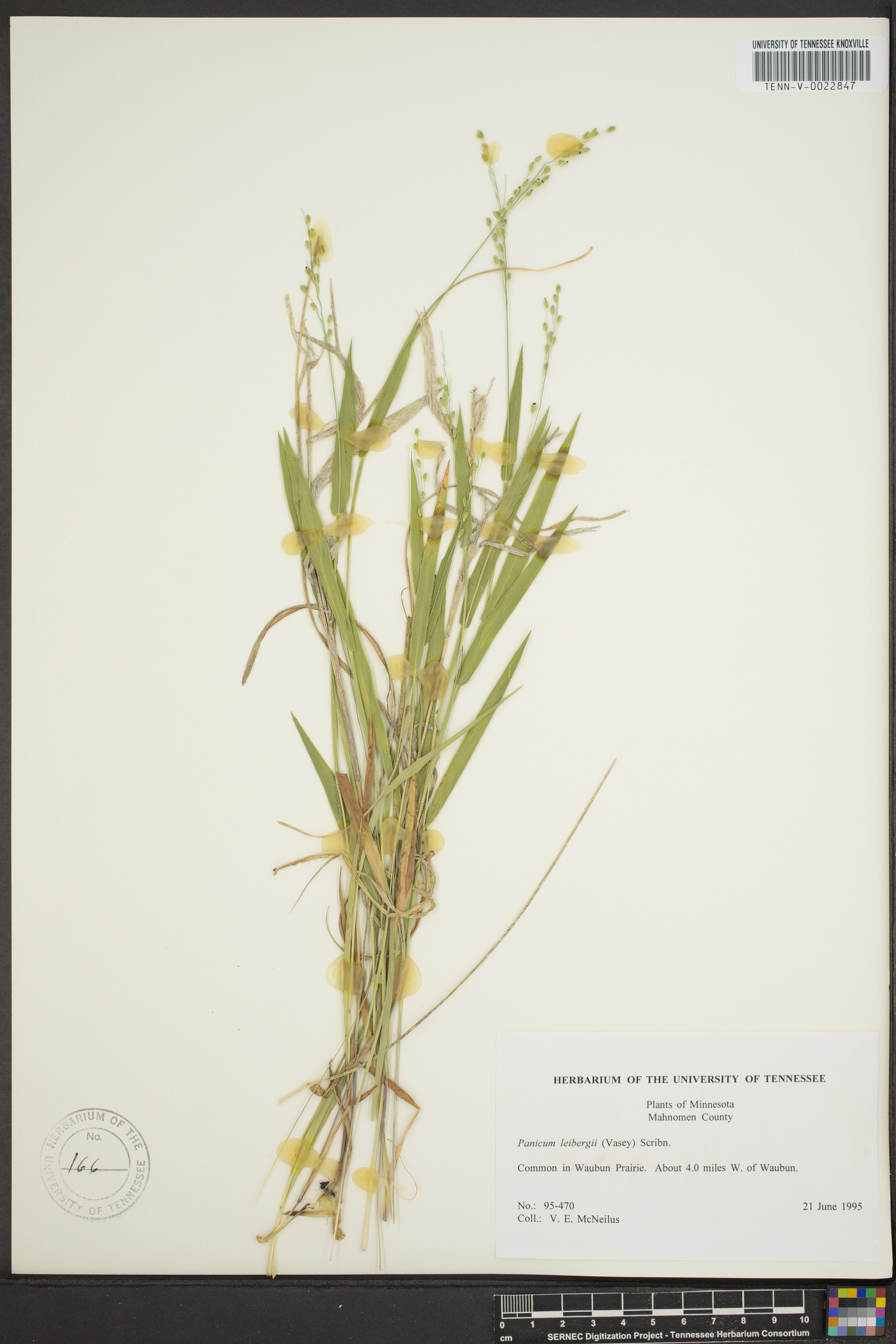 Panicum leibergii image