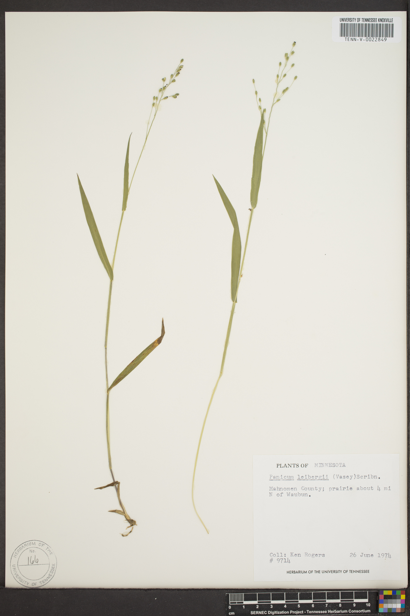 Panicum leibergii image