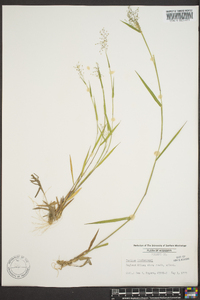 Panicum lindheimeri image