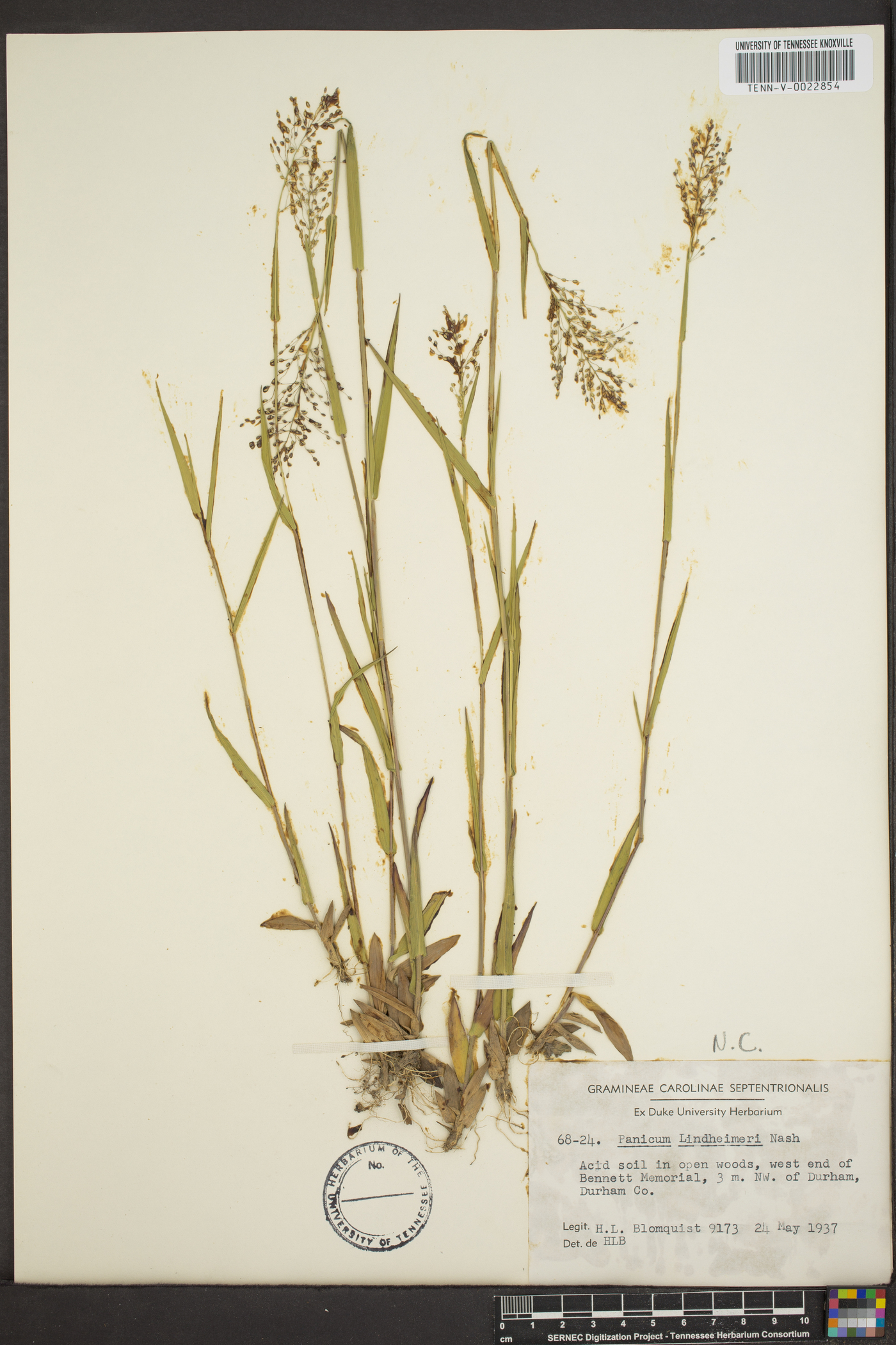 Panicum lindheimeri image