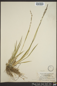 Coleataenia longifolia image