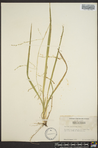 Coleataenia longifolia image