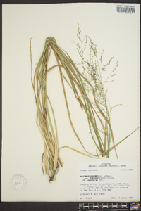 Coleataenia longifolia image