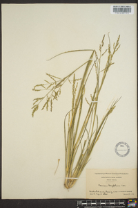 Coleataenia longifolia image