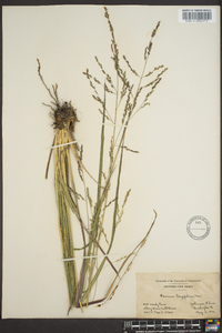 Coleataenia longifolia image