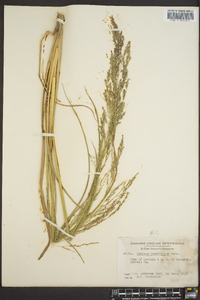 Coleataenia longifolia image