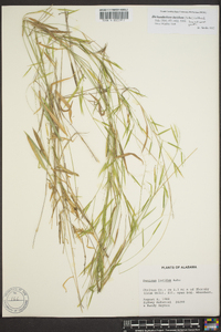 Panicum lucidum image