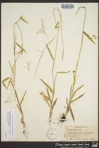 Panicum lucidum image