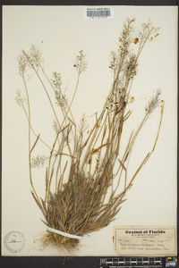 Panicum longiligulatum image