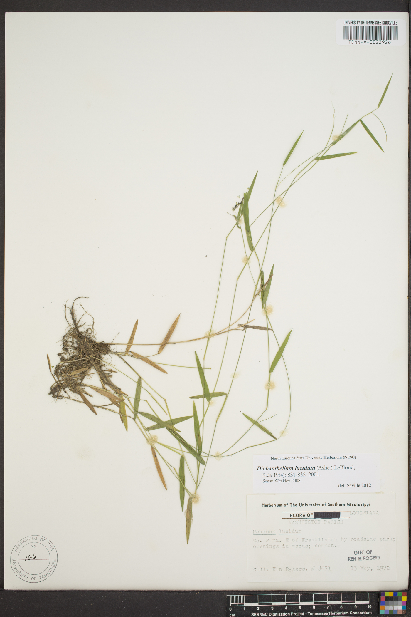 Panicum lucidum image