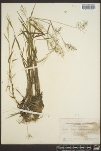 Panicum lucidum image