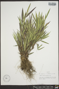 Panicum malacon image