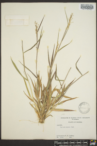 Panicum malacon image