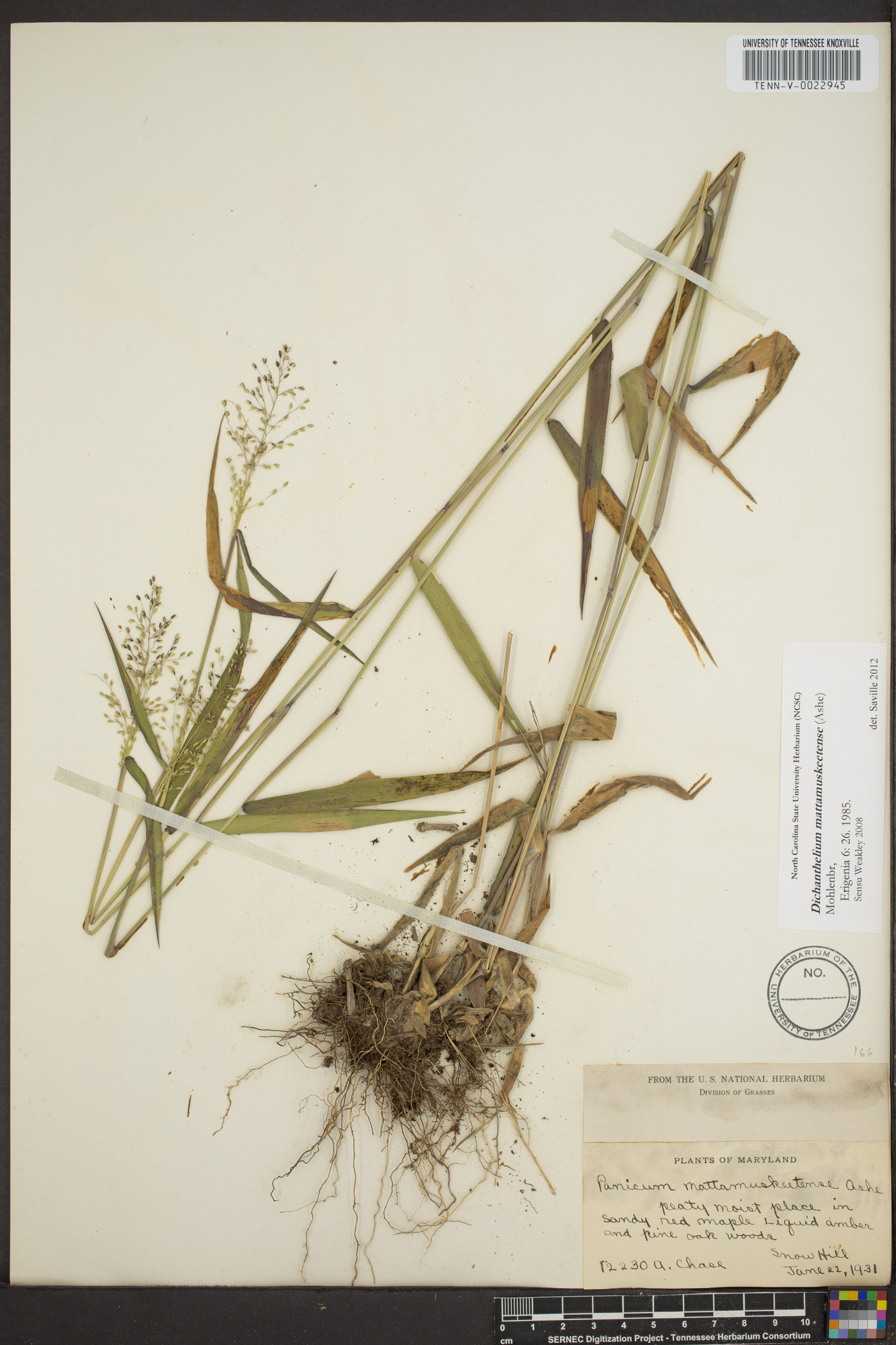 Panicum mattamuskeetense image