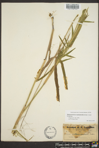 Panicum mattamuskeetense image