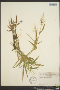 Panicum meridionale image