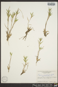 Panicum meridionale image