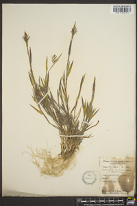 Panicum meridionale image