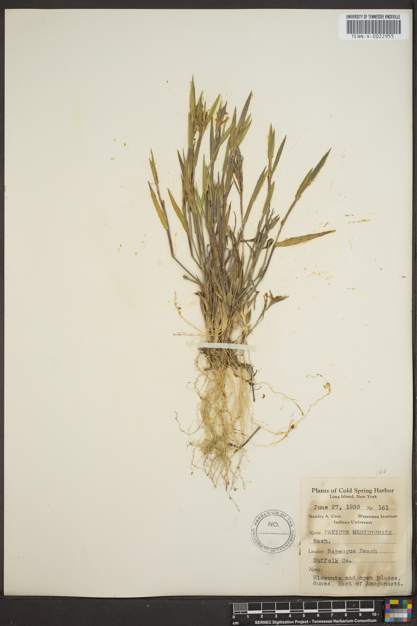 Panicum meridionale image