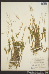 Panicum meridionale image