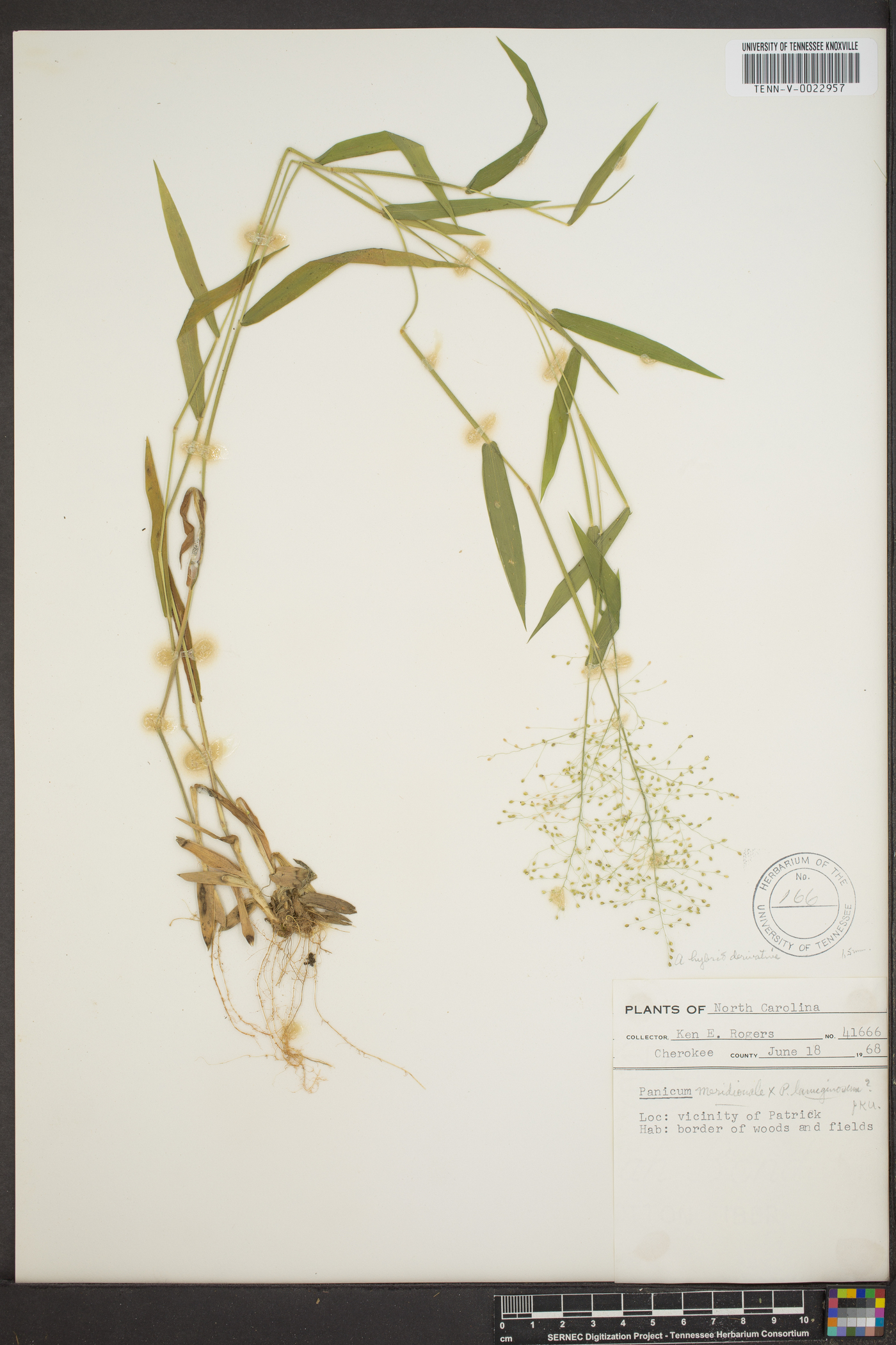 Panicum meridionale image