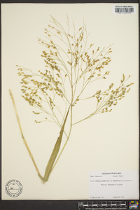 Panicum miliaceum image