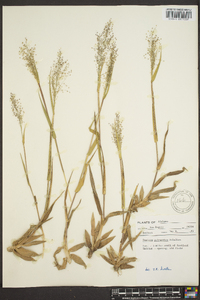 Panicum polyanthes image