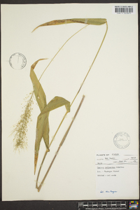 Panicum polyanthes image