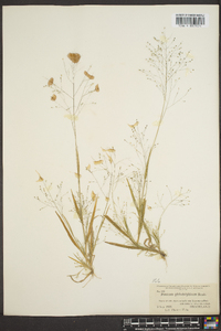 Panicum philadelphicum image