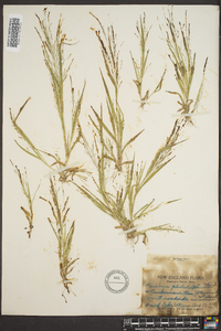 Panicum philadelphicum image