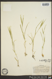 Panicum philadelphicum image